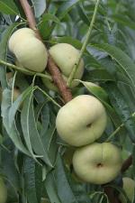 Tangos II | Peach Species 
